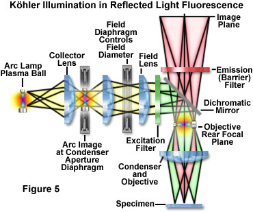 fluoromicro figure5